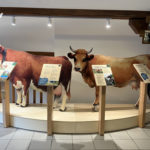 Silhouette – Vaches laitières bois