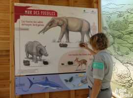 Panneau interactif mural – Réserve naturelle géologique de Pontlevoy (41) PIC BOIS - Panneau interactif mural - Réserve naturelle géologique de Pontlevoy (41)